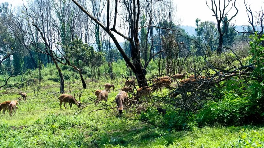 Masinagudi Bandipur forest