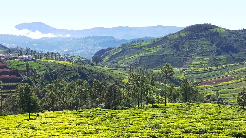 Masinagudi Nilgiri hills view