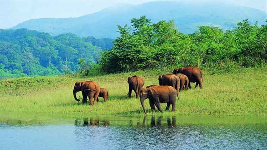 Masinagudi Tour Package