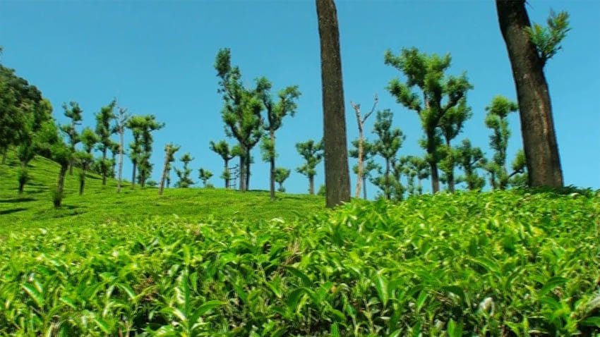 Tea Estates