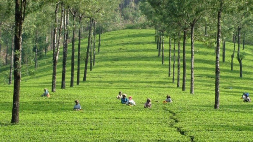 Munnar Valparai Tour Package