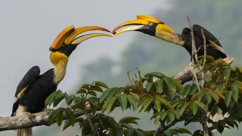 topslip-parambikulam-tours4